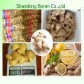 Fresh Ginger for Sale From China